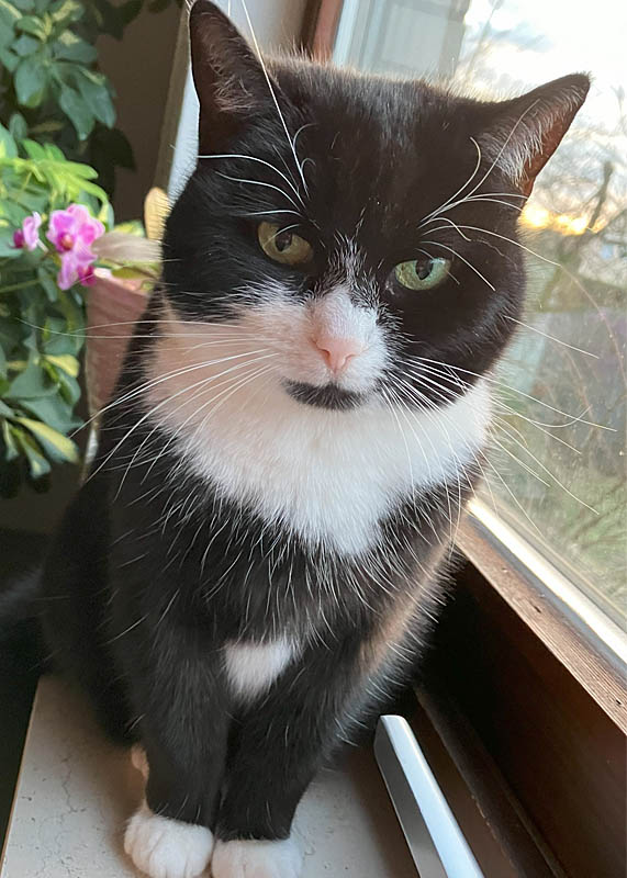 Praxiskatze